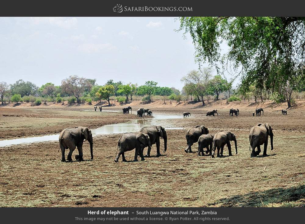 Herd of elephant in South Luangwa National Park, Zambia