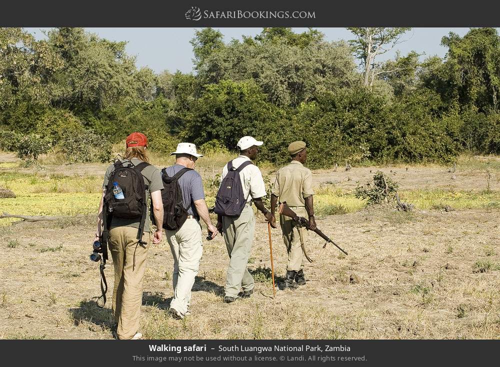 Walking safari in South Luangwa National Park, Zambia