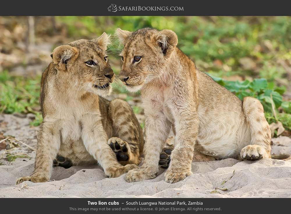 Two lion cubs in South Luangwa National Park, Zambia