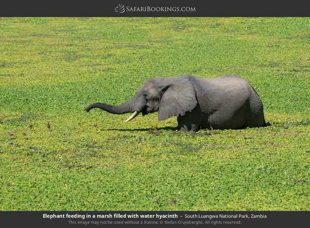 Elephant feeding in a marsh filled with water hyacinth in South Luangwa National Park, Zambia