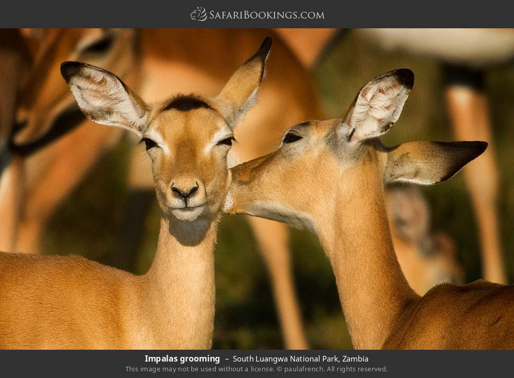 Impalas grooming in South Luangwa National Park, Zambia