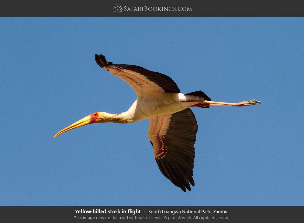 Yellow-billed stork in flight in South Luangwa National Park, Zambia