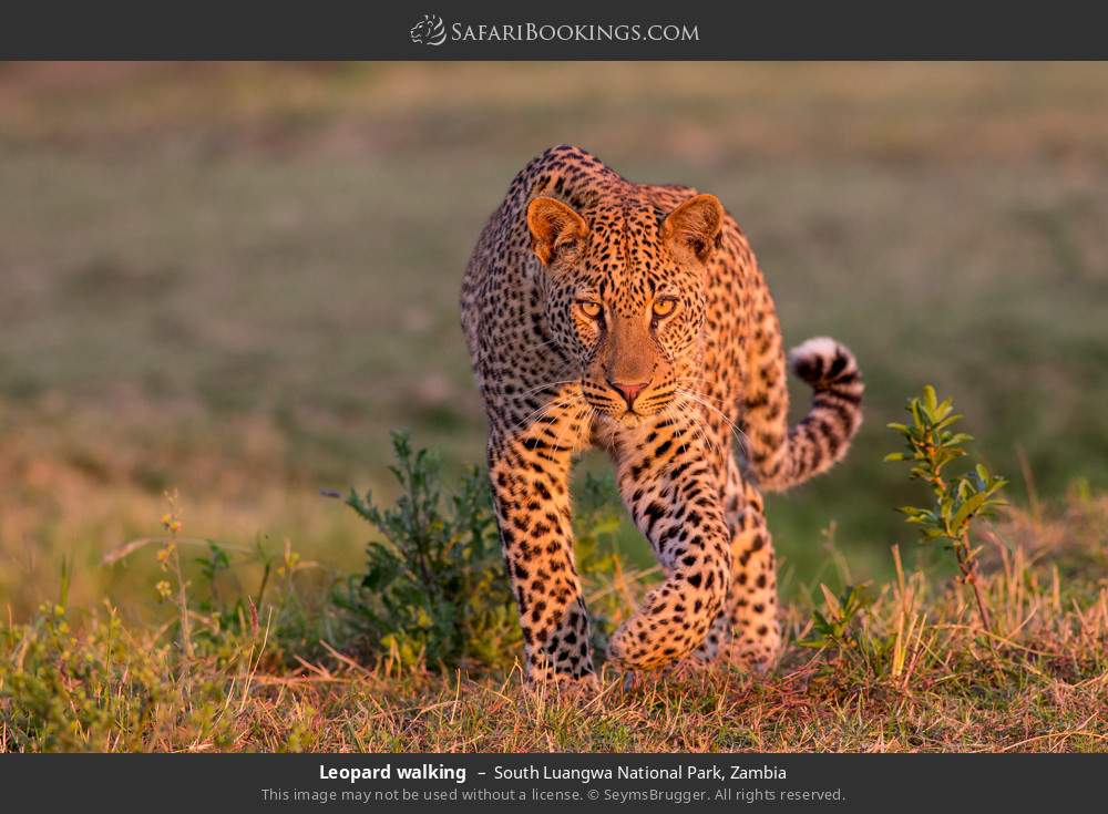 Leopard walking in South Luangwa National Park, Zambia
