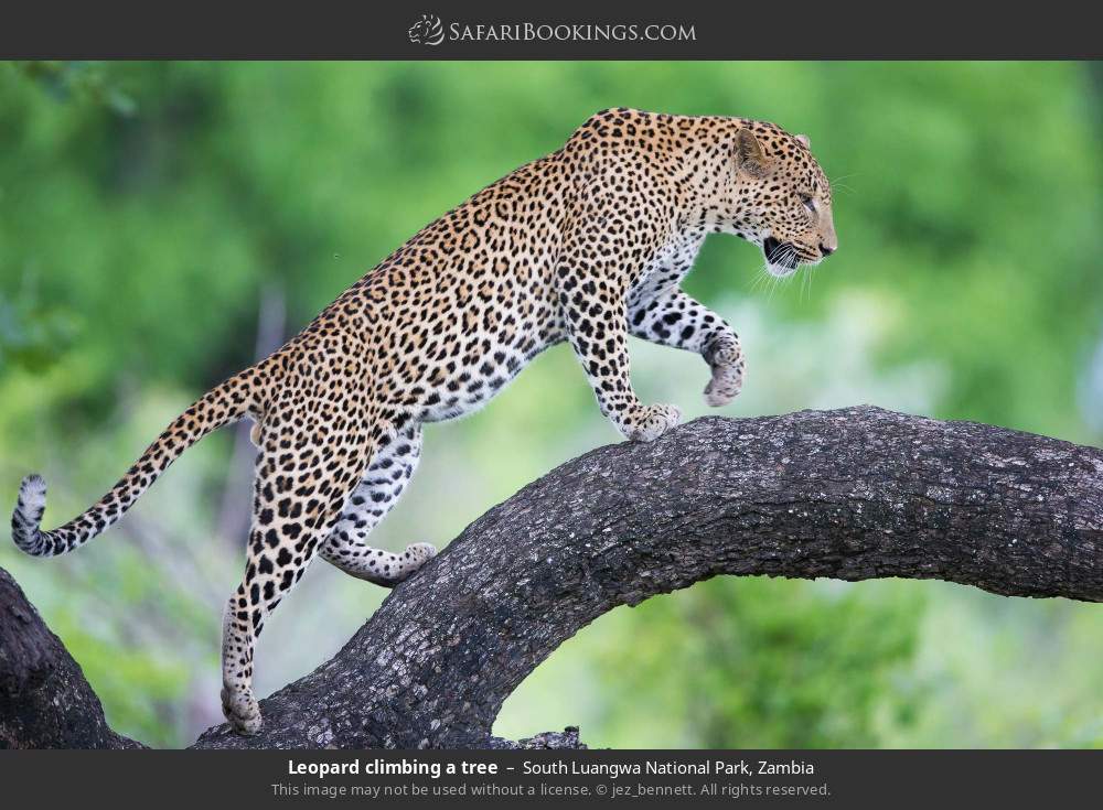 Leopard climbing a tree in South Luangwa National Park, Zambia
