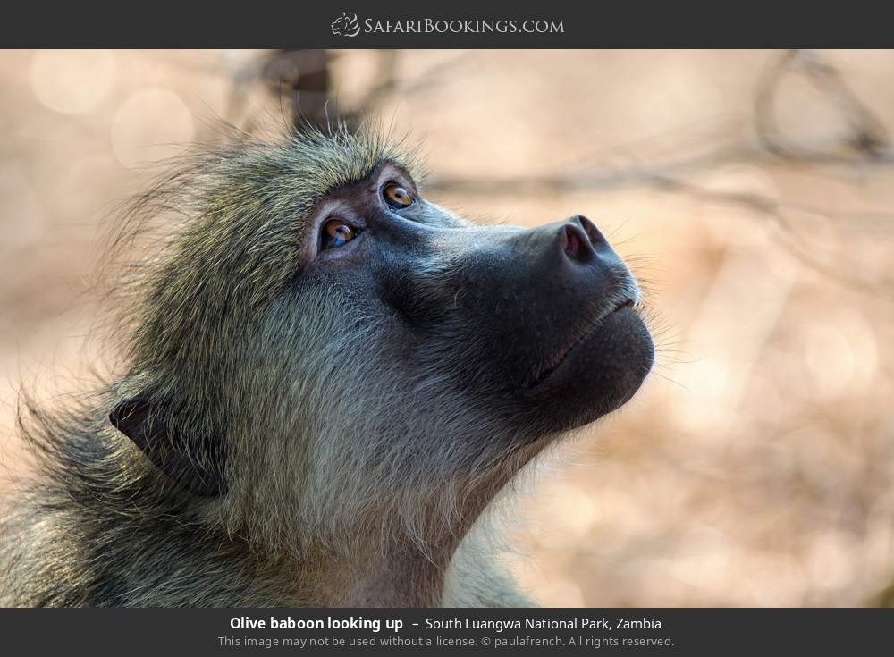 Olive baboon looking up in South Luangwa National Park, Zambia