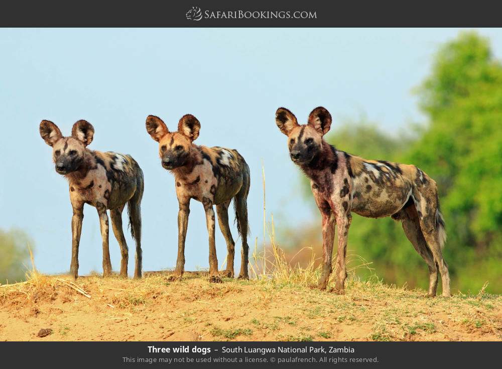 Three wild dogs in South Luangwa National Park, Zambia