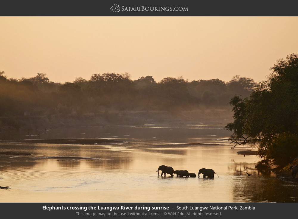 Elephants crossing the Luangwa River during sunrise in South Luangwa National Park, Zambia