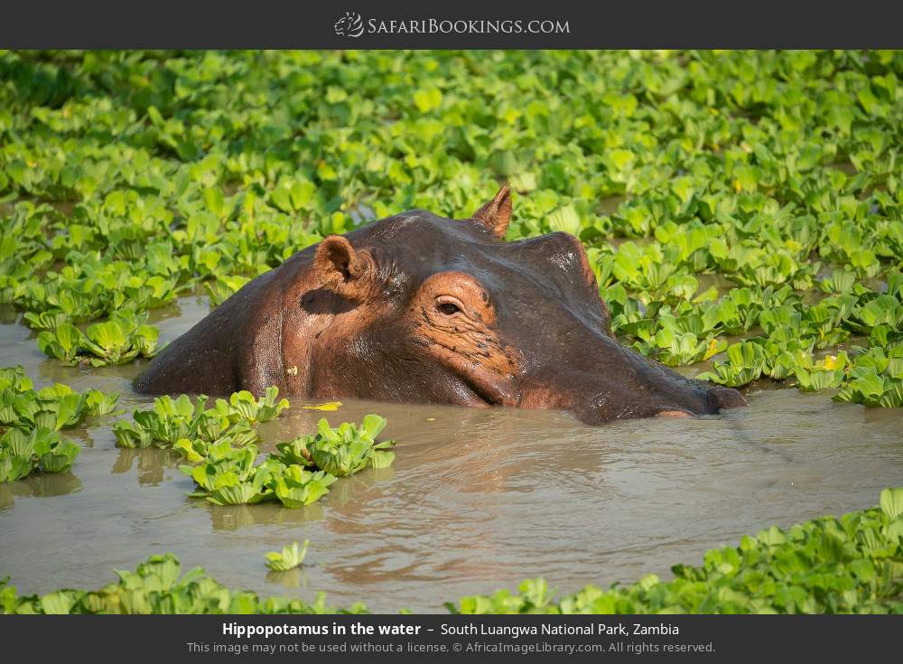 Hippopotamus in the water in South Luangwa National Park, Zambia