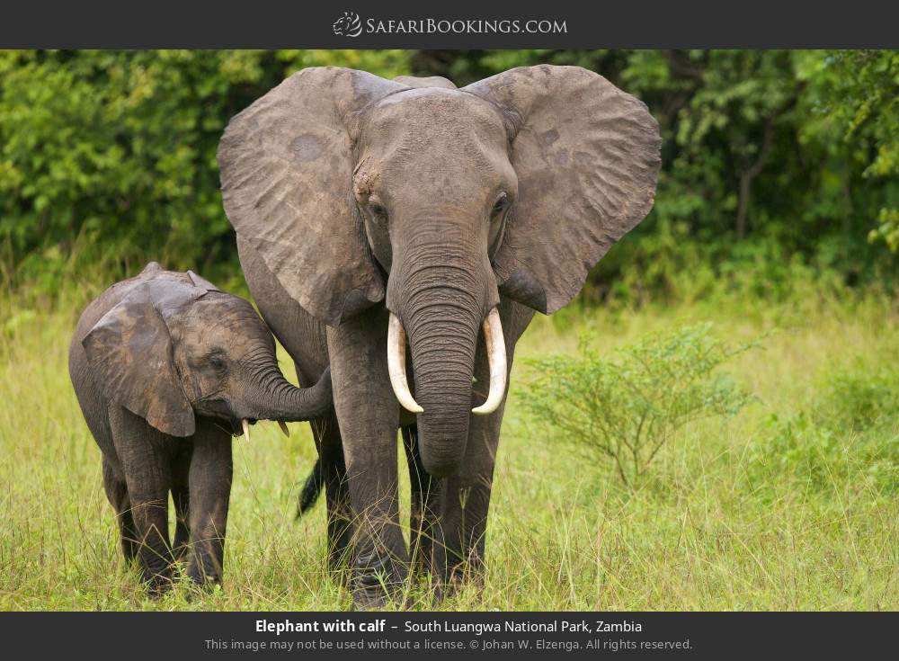 Elephant with calf in South Luangwa National Park, Zambia