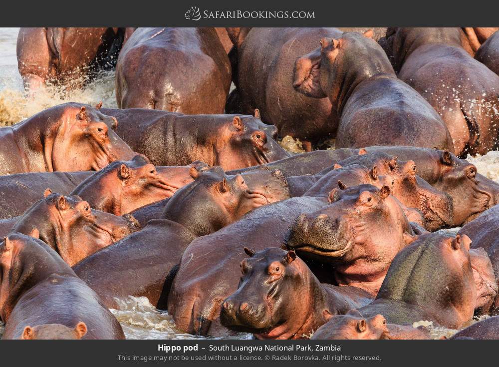 Hippo pod in South Luangwa National Park, Zambia