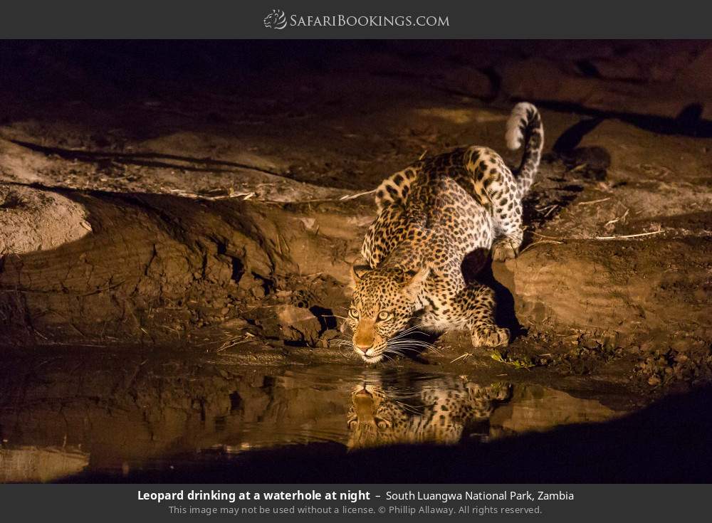 Leopard drinking at a waterhole at night in South Luangwa National Park, Zambia