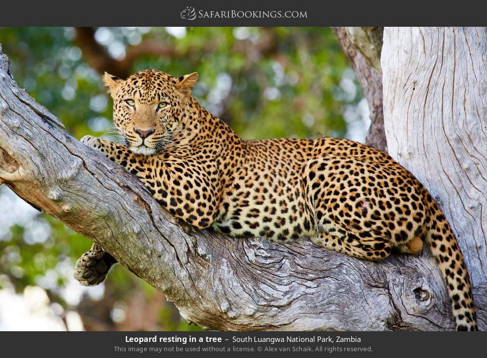 Leopard resting in a tree in South Luangwa National Park, Zambia