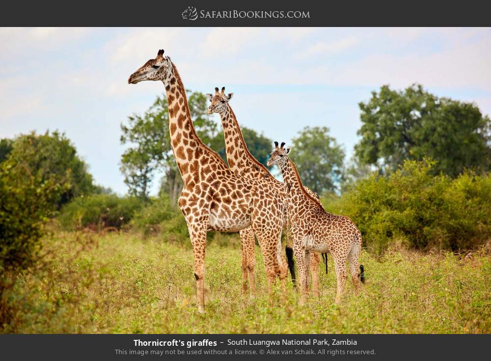 Thornicroft's giraffes in South Luangwa National Park, Zambia