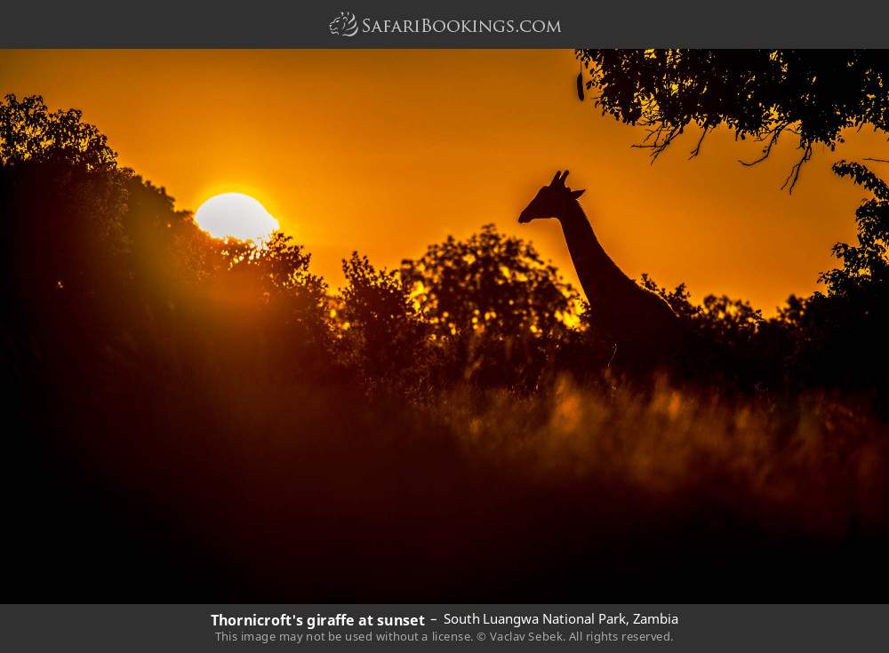 Thornicroft's giraffe at sunset in South Luangwa National Park, Zambia
