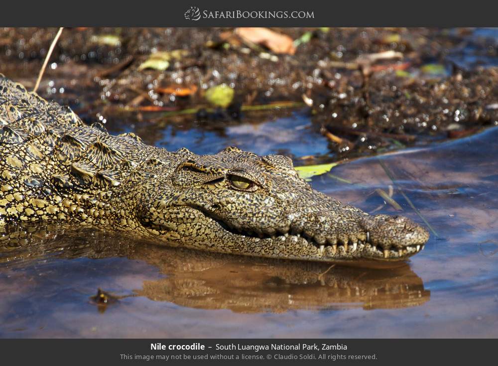 Nile crocodile in South Luangwa National Park, Zambia