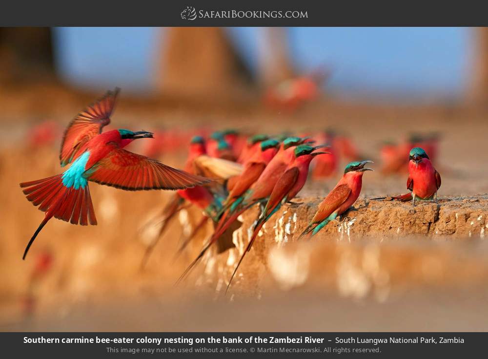 Southern carmine bee-eater colony nesting on the bank of the Zambezi River in South Luangwa National Park, Zambia
