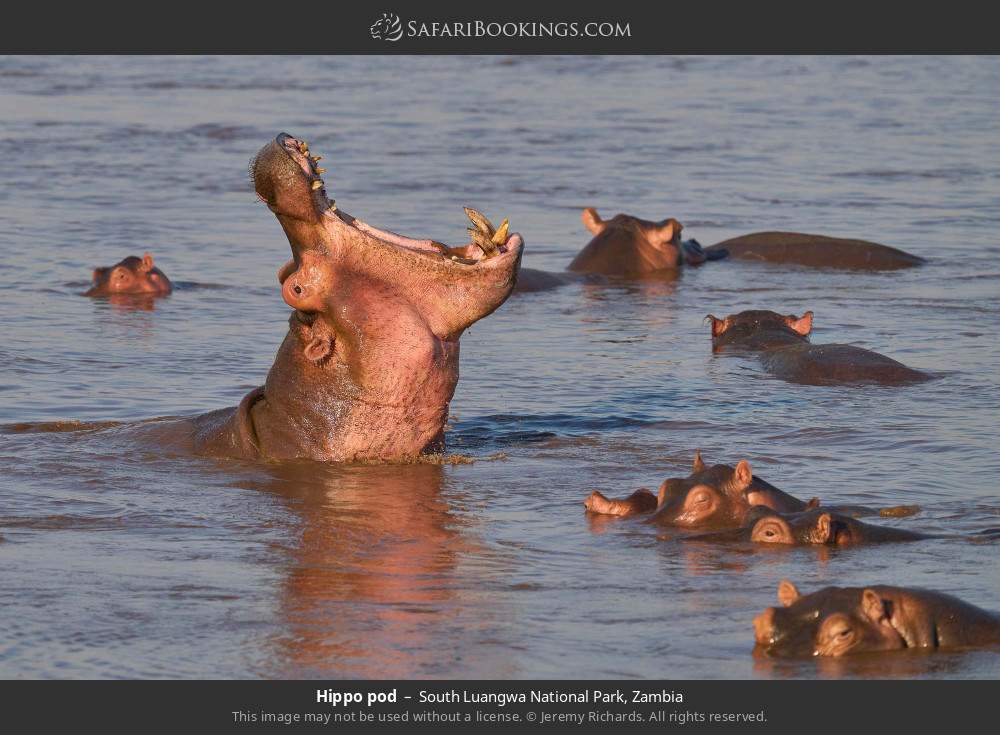 Hippo pod in South Luangwa National Park, Zambia