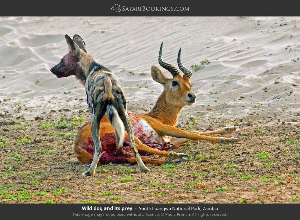 Wild dog and its prey in South Luangwa National Park, Zambia
