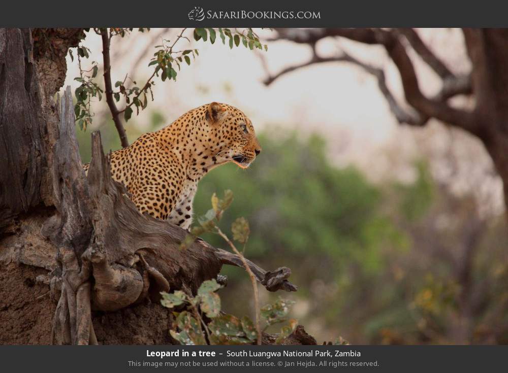 Leopard in a tree in South Luangwa National Park, Zambia