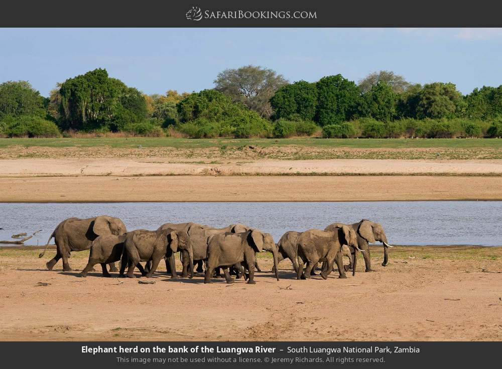 Elephant herd on the bank of the Luangwa River in South Luangwa National Park, Zambia