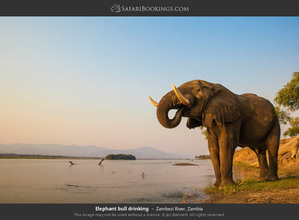 Elephant bull drinking in Zambezi River, Zambia
