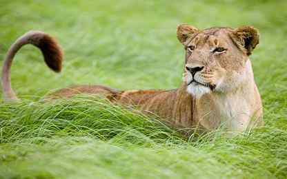 Lion walking through thick green grass, Kafue National Park, Zambia