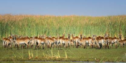 Lochinvar National Park