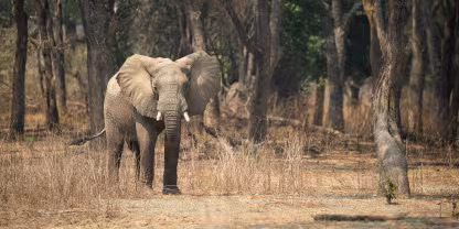 North Luangwa National Park