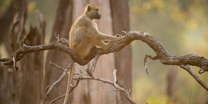 Lukusuzi National Park