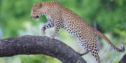 South Luangwa National Park