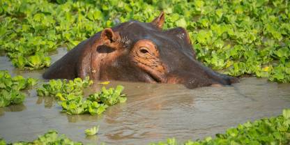 Luambe National Park
