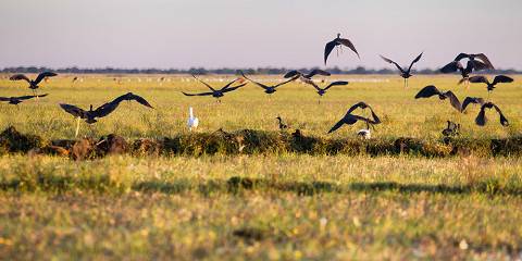 12-Day Birding Safari in Zambia
