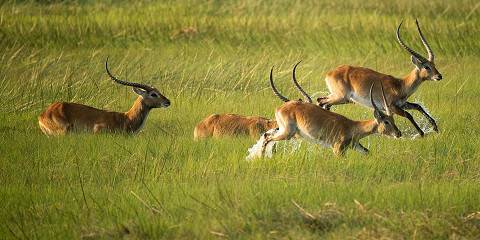 12-Day Fruit Bat Migration Expedition