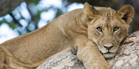 11-Day Traditional Zambia Safari