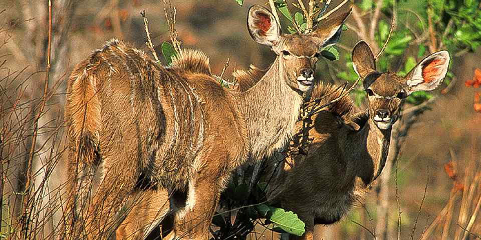 5-Day Memorable Lodge Safari in Tanzania