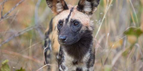 9-Day Classic Zambia
