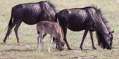 14-Day Liuwa Plain National Park