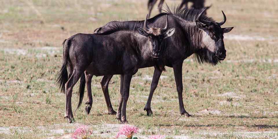 6-Day Adventure Tanzania Safari