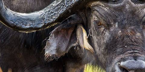 8-Day Explore Zambia Safari