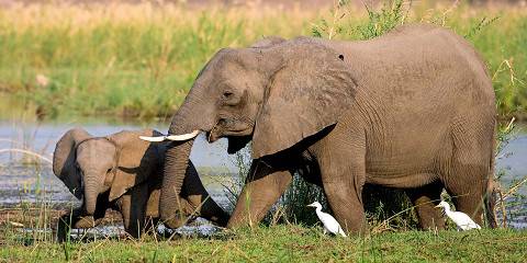 7-Day Kafue National Park