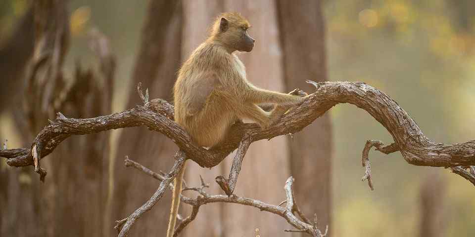 3-Day Lusaka Luxury Zambia