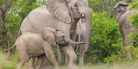 7-Day South Luangwa National Park