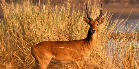 3-Day Chamilandu Bushcamp, South Luangwa, Zambia