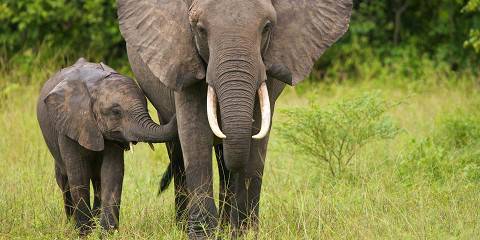 10-Day Kafue & Lower Zambezi National Park