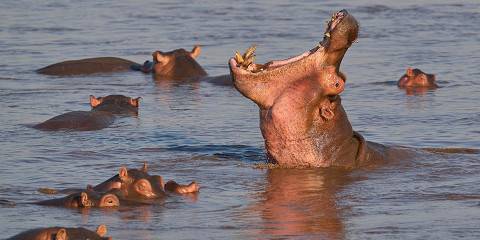 6-Day Zambezi Dual-Edge & Chobe Corridor