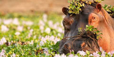 Zambia Luxury Thrilling Kafue National Park Tour