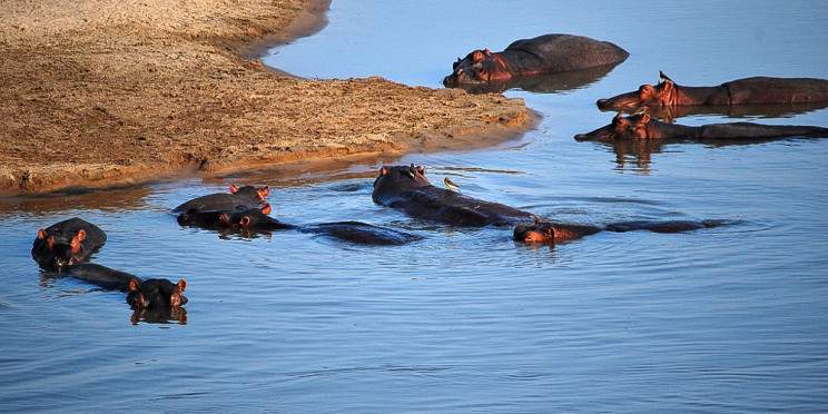 10-Day Luangwa and Lake Malawi Safari Escape
