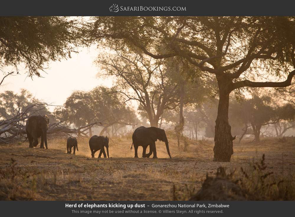 Herd of elephants kicking up dust in Gonarezhou National Park, Zimbabwe