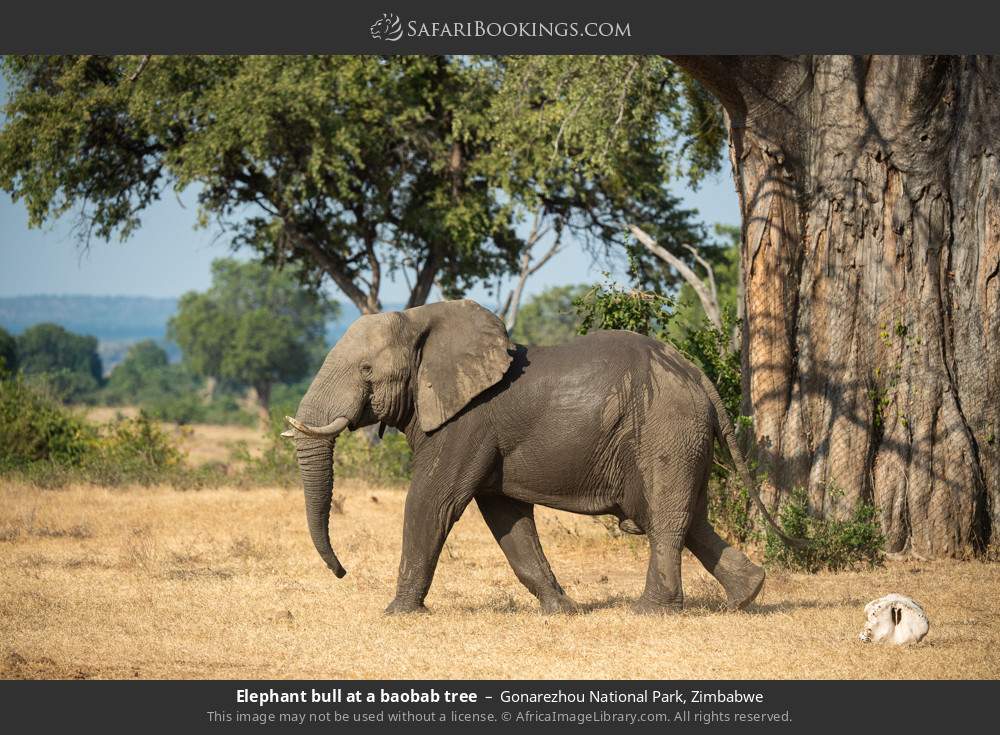 Elephant bull at a baobab tree in Gonarezhou National Park, Zimbabwe