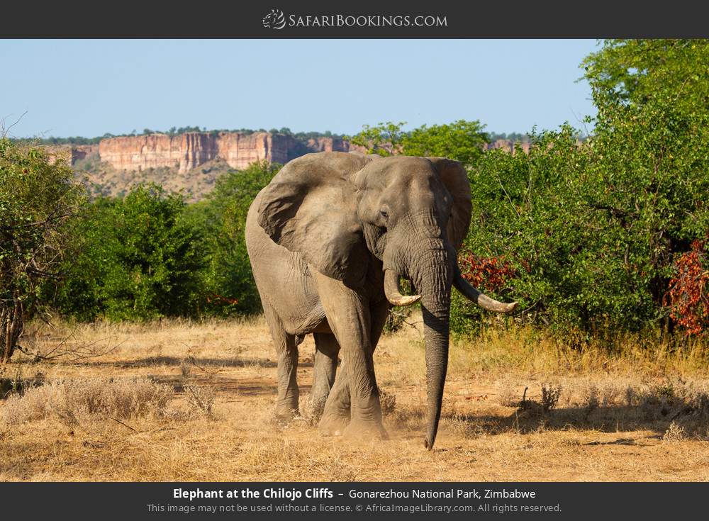 Elephant at the Chilojo Cliffs in Gonarezhou National Park, Zimbabwe